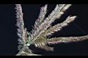 牛筋草-花01.jpg