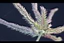 牛筋草-花13.jpg