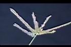 牛筋草-花05.jpg