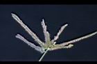牛筋草-花06.jpg