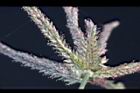 牛筋草-花09.jpg