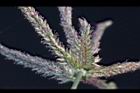 牛筋草-花10.jpg