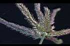 牛筋草-花11.jpg