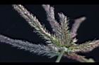 牛筋草-花12.jpg