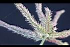 牛筋草-花14.jpg