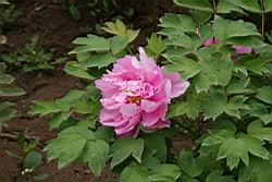牡丹-花48.JPG