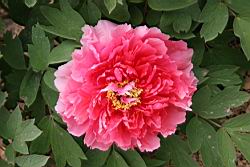 牡丹-花67.JPG