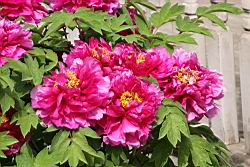 牡丹-花25.JPG