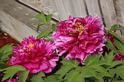 牡丹-花26.JPG