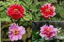 牡丹-花3.jpg
