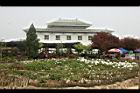 牡丹-園11.JPG