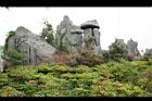 牡丹-園17.JPG