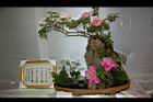 牡丹-插花04.JPG