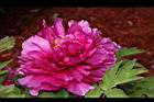 牡丹-花33.JPG