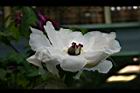 牡丹-花78.jpg