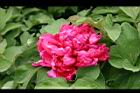 牡丹-花90.JPG