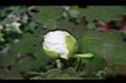 牡丹-花苞1.jpg