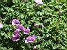 槭葉牽牛花08.JPG