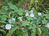 牽牛花-花04.JPG