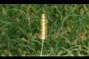 狗尾草-花穗00.JPG