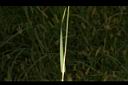 狗尾草-葉00.JPG