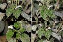 狗尾草-花.jpg