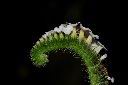 狗尾草-花01.JPG