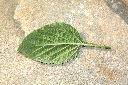 狗尾草-葉背00.JPG