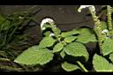 狗尾草56.JPG