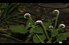 狗尾草-花09.JPG