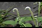 狗尾草-花10.JPG