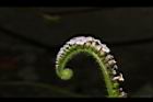狗尾草-花12.JPG