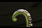 狗尾草-花13.JPG