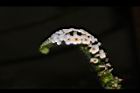 狗尾草-花15.JPG