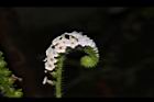 狗尾草-花16.JPG