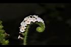 狗尾草-花17.JPG