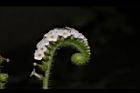 狗尾草-花18.JPG