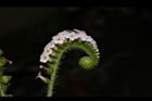 狗尾草-花19.JPG