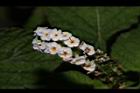 狗尾草-花20.JPG
