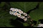 狗尾草-花21.JPG