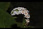 狗尾草-花22.JPG