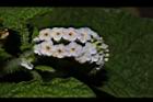狗尾草-花23.JPG