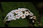 狗尾草-花24.JPG