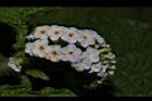 狗尾草-花27.JPG
