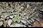 狗尾草-花序10.JPG