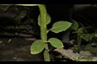 狗尾草-莖05.JPG