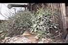 狗尾草00.JPG