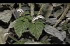 狗尾草34.JPG