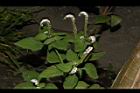 狗尾草46.JPG