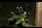 狗尾草47.JPG